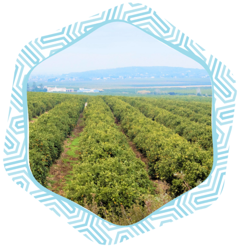SBFE Sustainability Report 2025